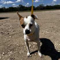 Thumbnail photo of Gumby #1