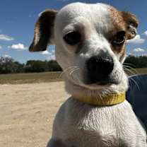 Thumbnail photo of Gumby #3