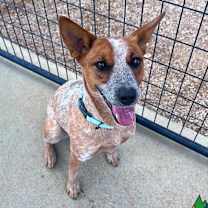 Thumbnail photo of Aspen #1