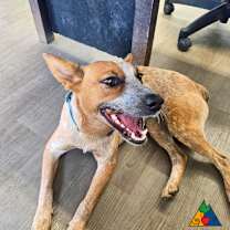 Thumbnail photo of Aspen #2