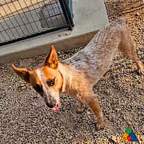 Thumbnail photo of Aspen #4