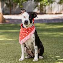 adopt-pet