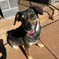 Thumbnail photo of Whiskey #1