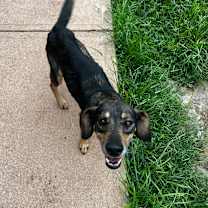 Thumbnail photo of Whiskey #2