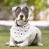 adopt-pet