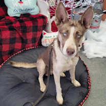 Thumbnail photo of Luna Brigitte #1