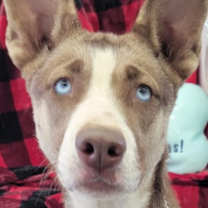 Thumbnail photo of Luna Brigitte #2