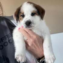adopt-pet