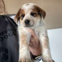 adopt-pet