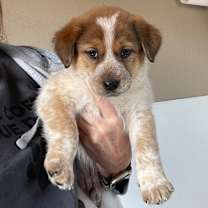 adopt-pet