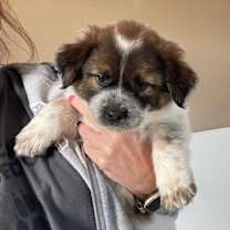 adopt-pet