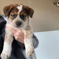 adopt-pet