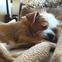 adopt-pet