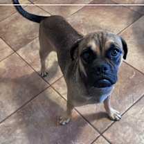 adopt-pet