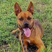 Thumbnail photo of F25 FC 872 Rex #2