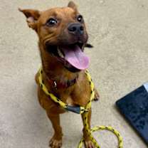 Thumbnail photo of F25 FC 872 Rex #3