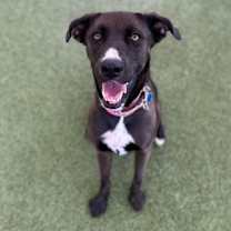 adopt-pet