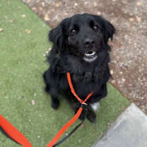 adopt-pet