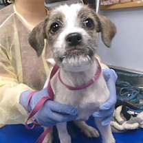 adopt-pet