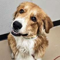 adopt-pet