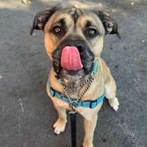 adopt-pet