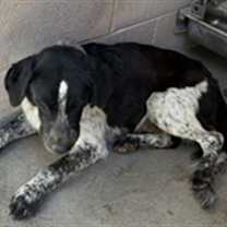 adopt-pet