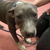 adopt-pet