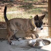 Thumbnail photo of Onyx #3