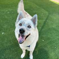 adopt-pet