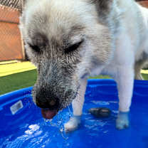 Thumbnail photo of Chalky #4