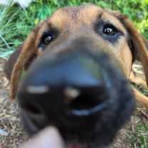 Thumbnail photo of Dexter #3