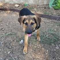 Thumbnail photo of Dexter #4