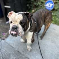 Thumbnail photo of Baguette #3