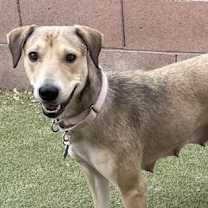 adopt-pet
