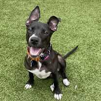 adopt-pet