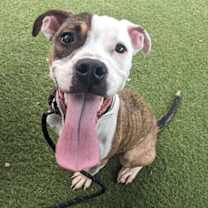 adopt-pet