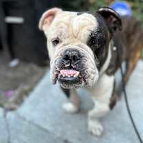 Thumbnail photo of Baguette #1