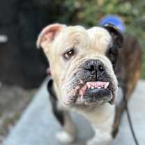 Thumbnail photo of Baguette #2