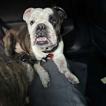 Thumbnail photo of Baguette #4