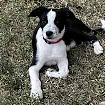 adopt-pet