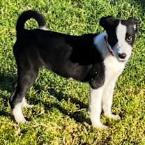 adopt-pet