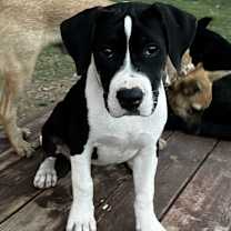 adopt-pet