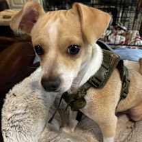 adopt-pet