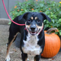 Thumbnail photo of Scooter #1