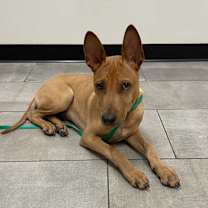 adopt-pet