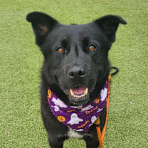 adopt-pet