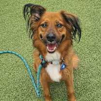 adopt-pet
