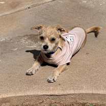 adopt-pet