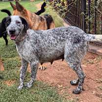 adopt-pet