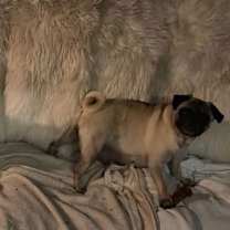 Thumbnail photo of Nancy of Sid & Nancy #3